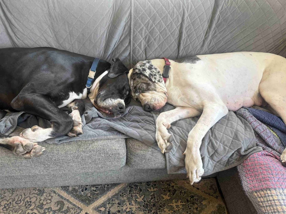 Great Dane Puppies breeder image 1