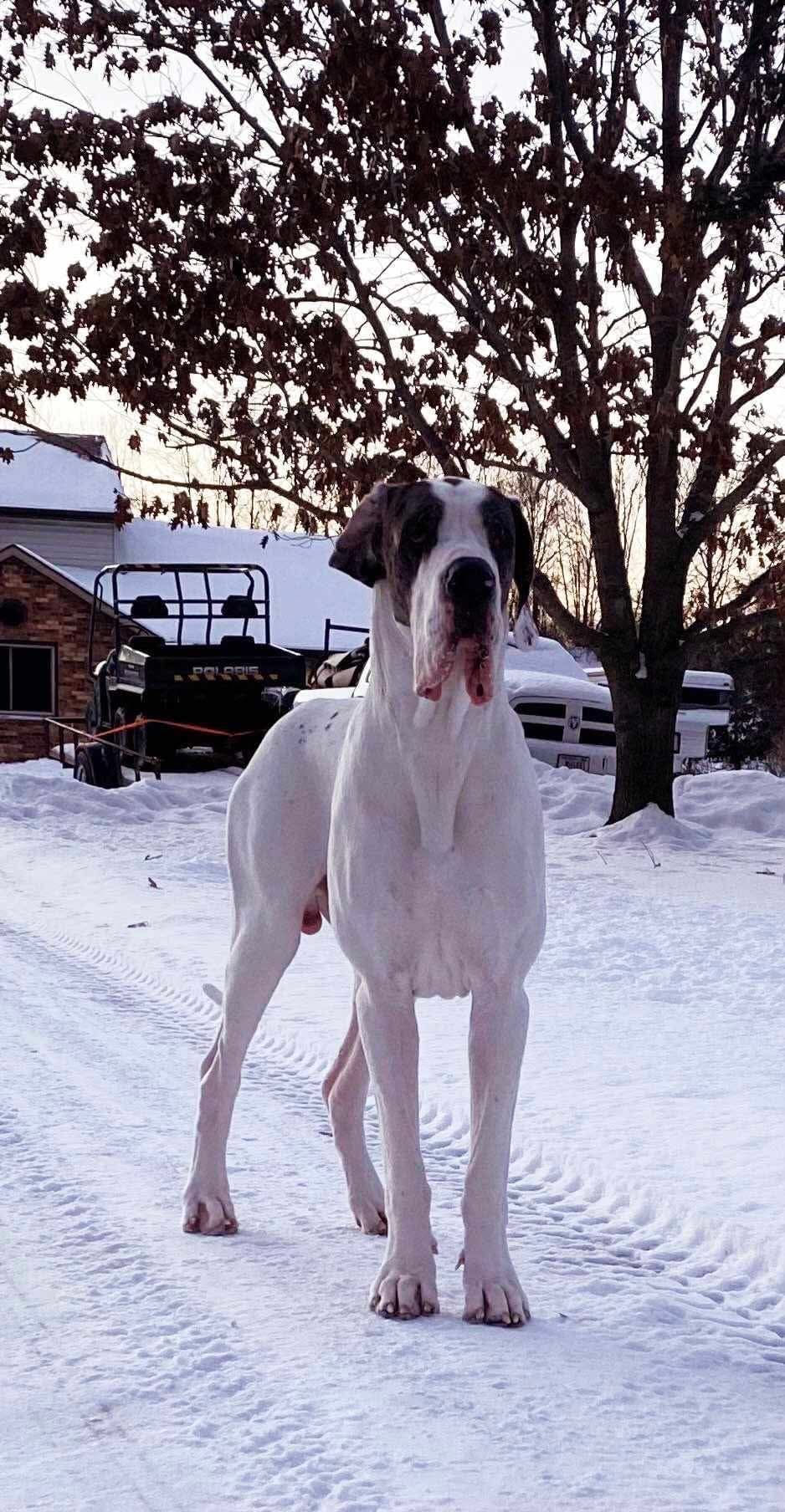 Great Dane Puppies breeder image 2