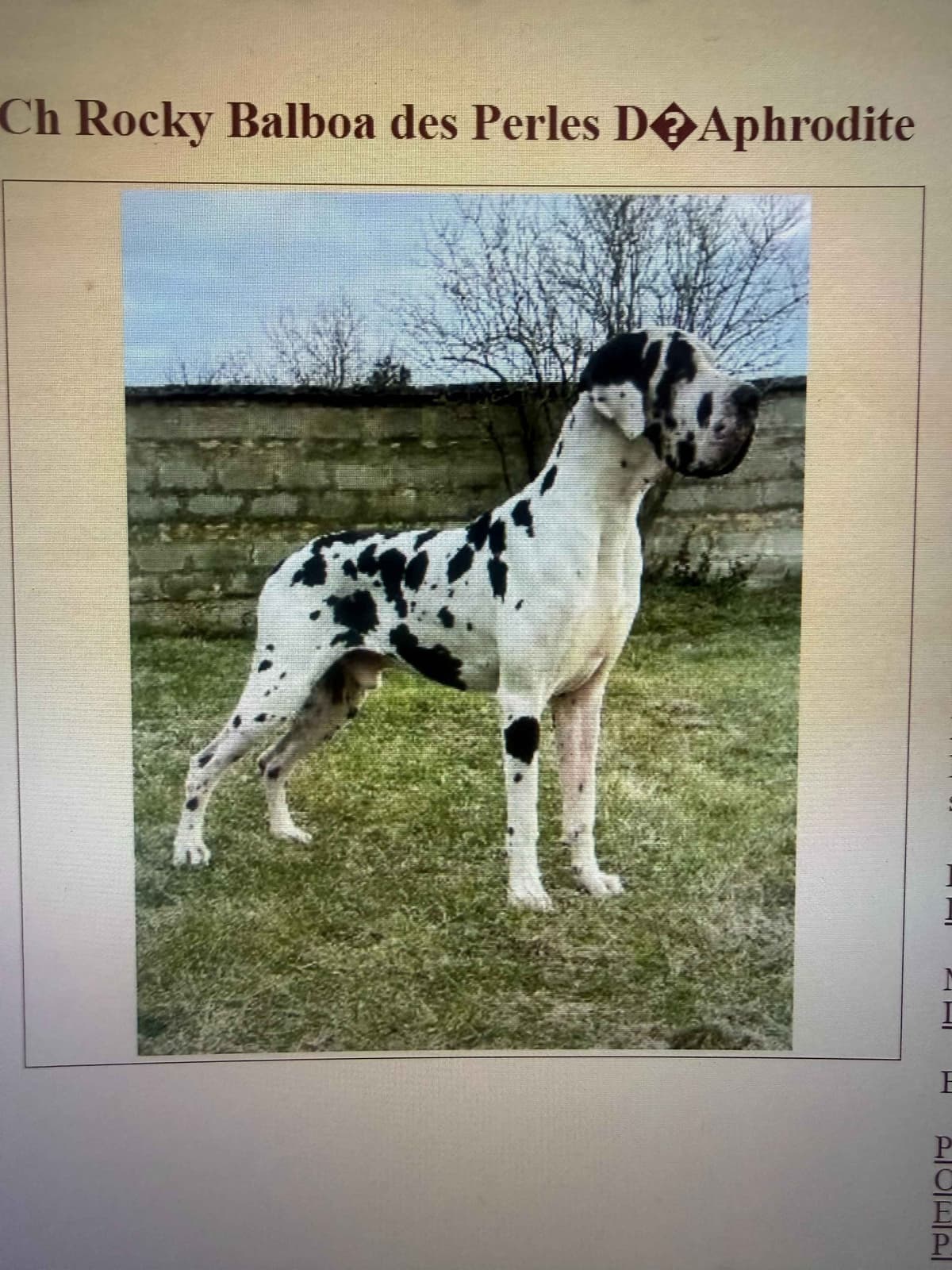 Great Dane Puppies breeder image 3