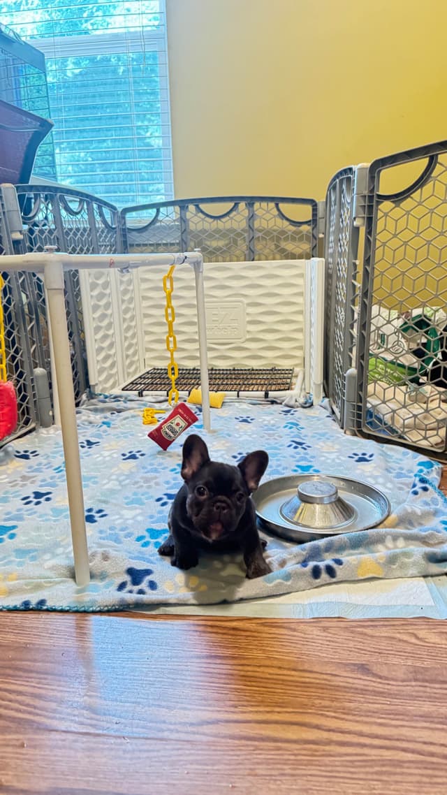 French Bulldog Trendle female/ husky covered & cream male media 3