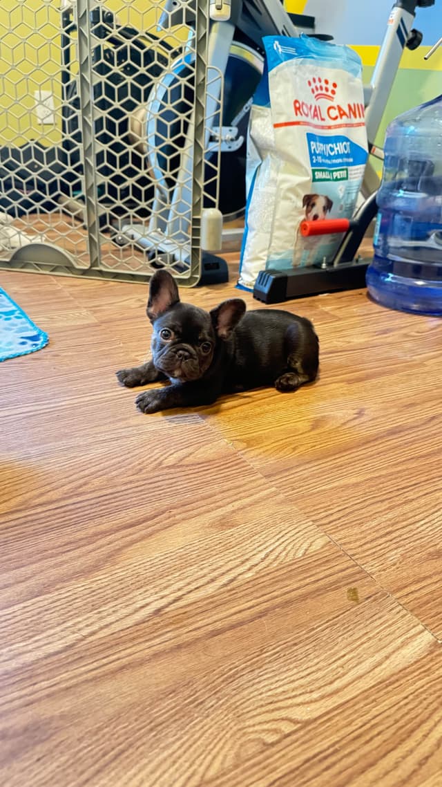 French Bulldog Trendle female/ husky covered & cream male media 5