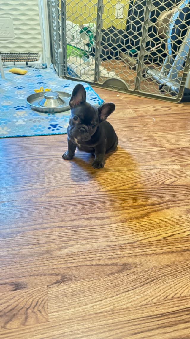 French Bulldog Trendle female/ husky covered & cream male media 7