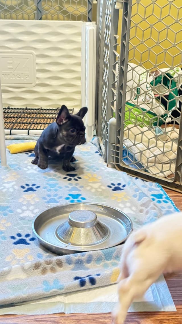 French Bulldog Trendle female/ husky covered & cream male media 9