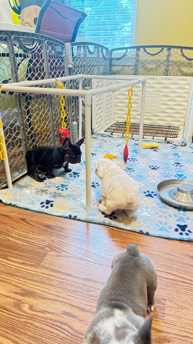 French Bulldog Trendle female/ husky covered & cream male media 8