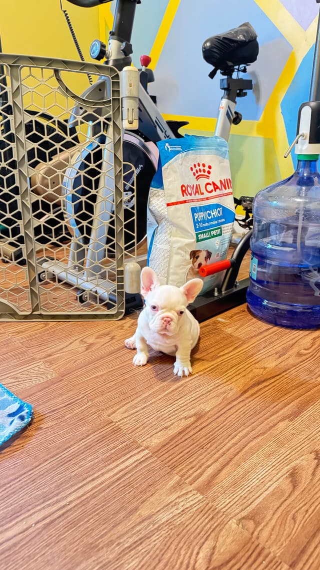 French Bulldog Trendle female/ husky covered & cream male media 4