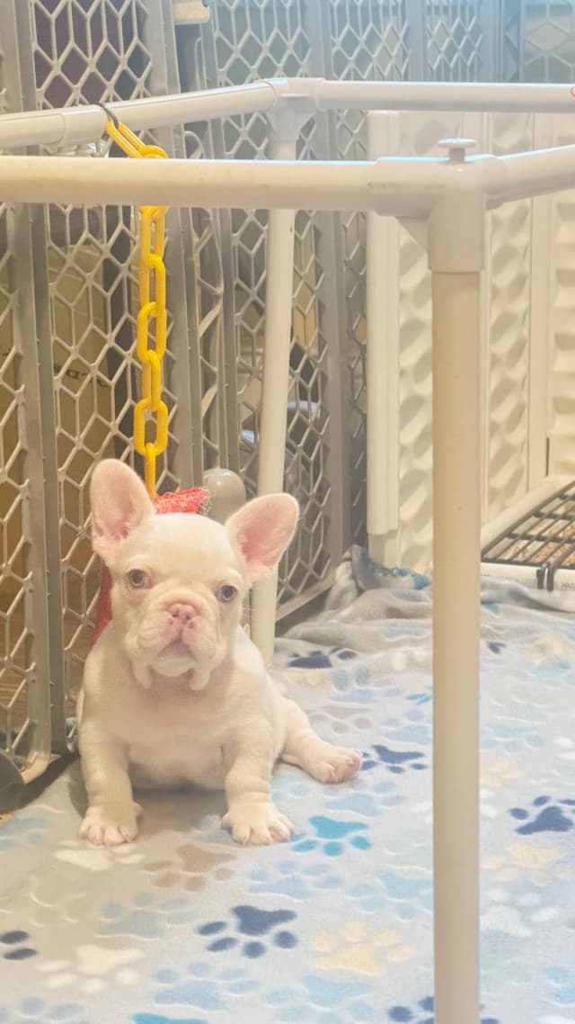 French Bulldog Trendle female/ husky covered & cream male media 6