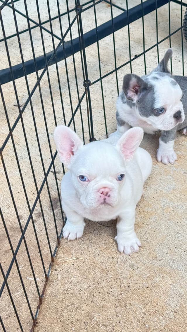 French Bulldog Trendle female/ husky covered & cream male media 11