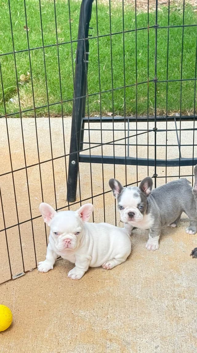 French Bulldog Trendle female/ husky covered & cream male media 10
