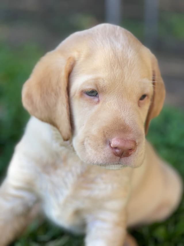 Labrador Retriever Puppies media 2