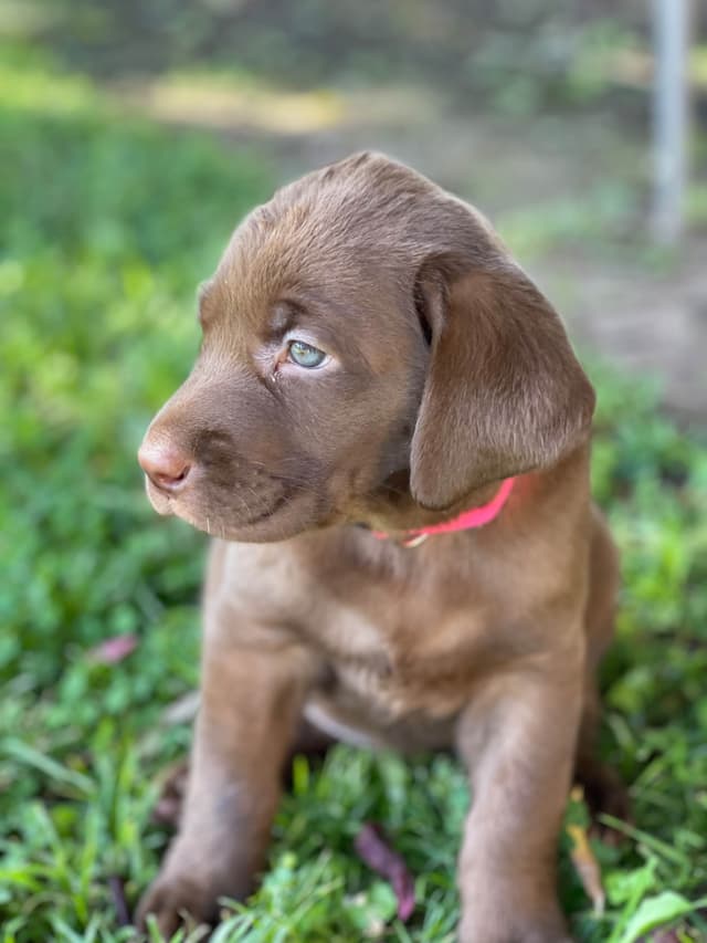 Labrador Retriever Puppies media 5