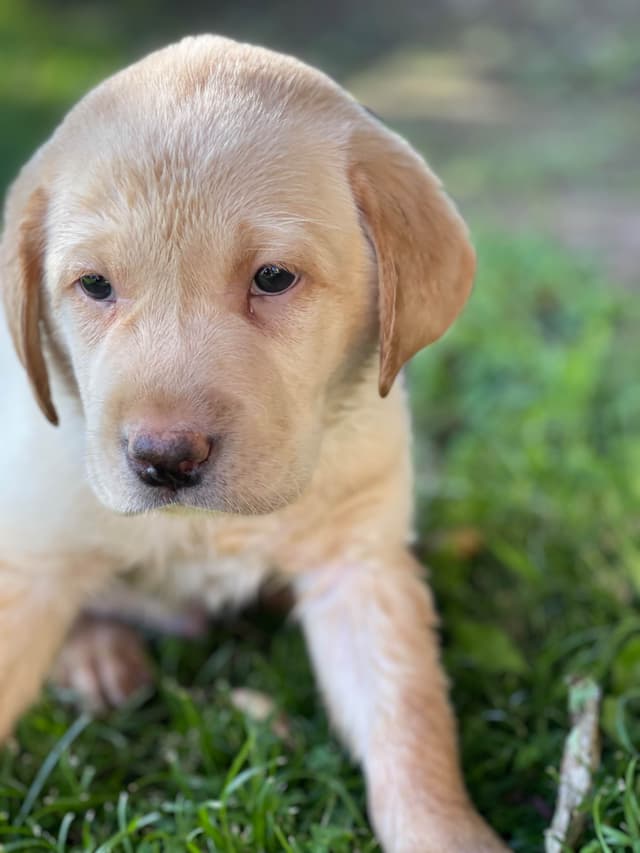 Labrador Retriever Puppies media 6