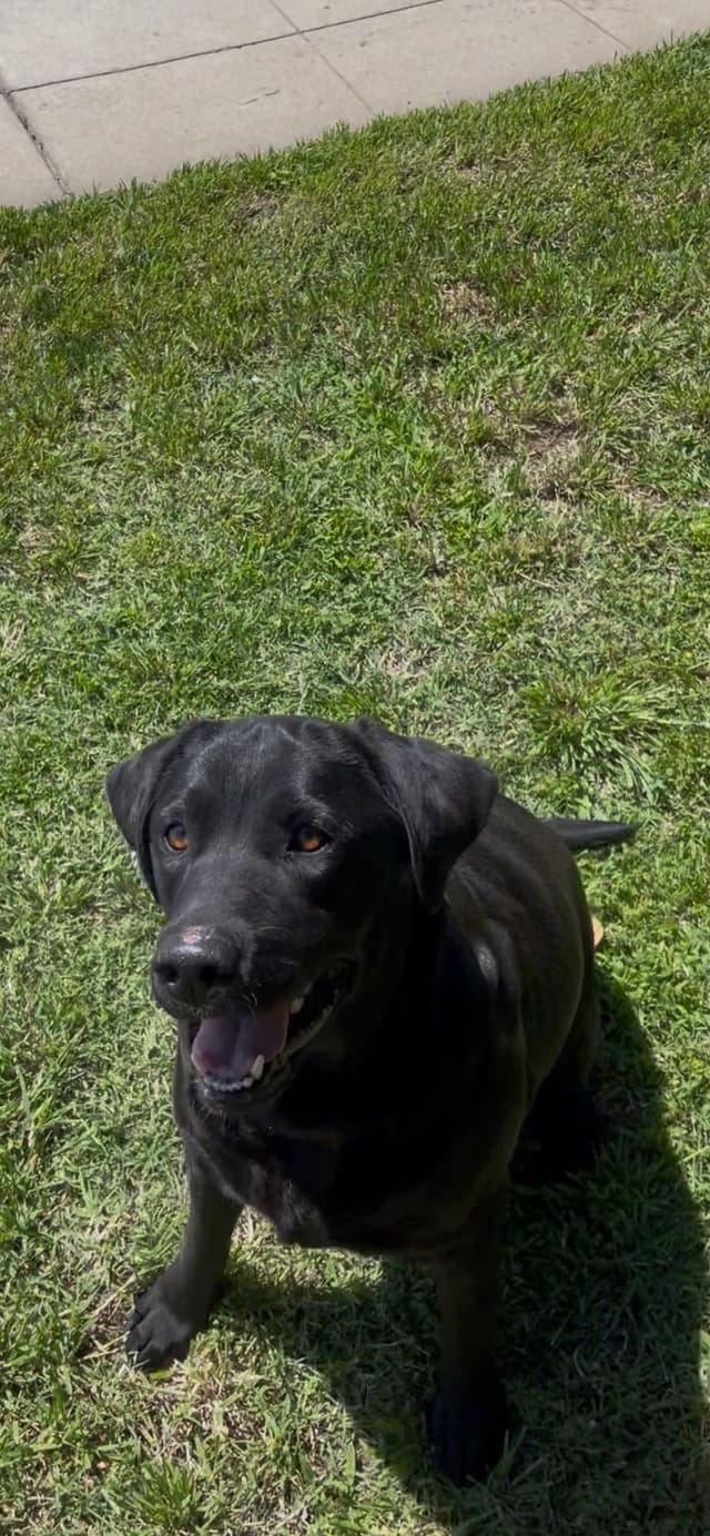 Labrador Retriever Puppies media 4