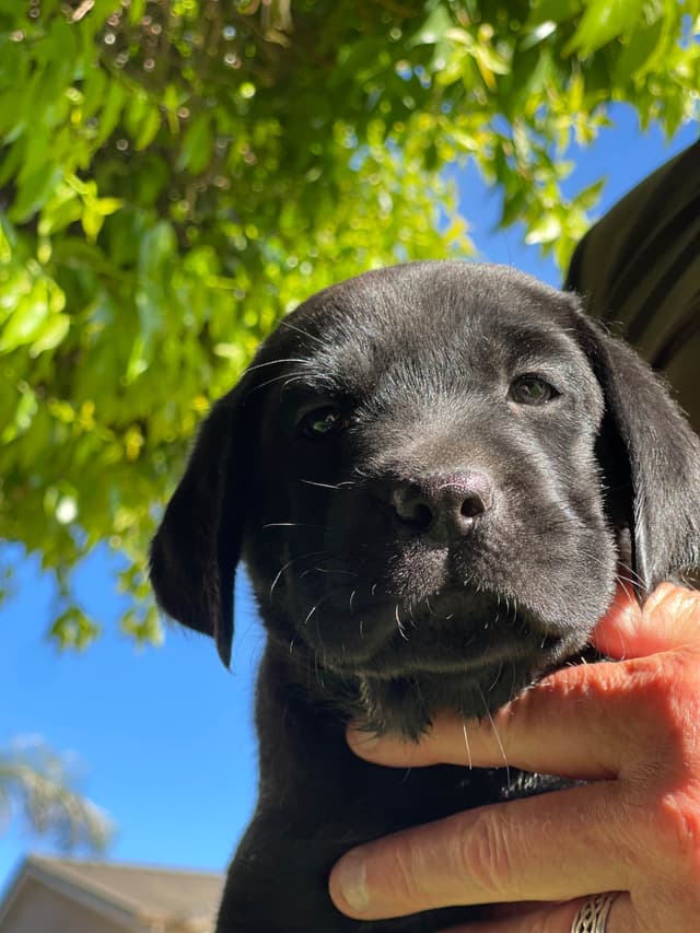 Labrador Retriever Puppies media 7