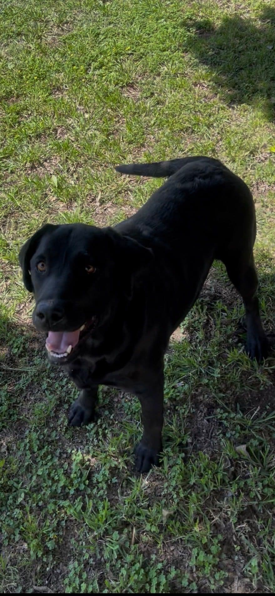 Labrador Retriever Puppies breeder image 2