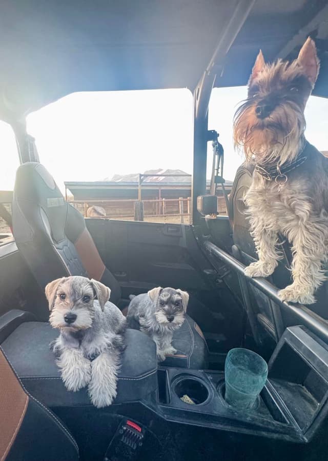 Miniature Schnauzer Puppies media 2