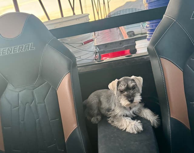Miniature Schnauzer Puppies media 3