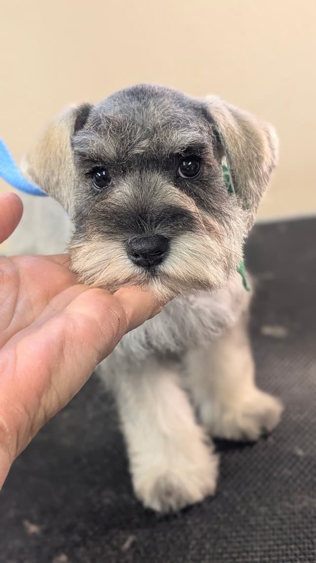 Miniature Schnauzer Puppies media 4