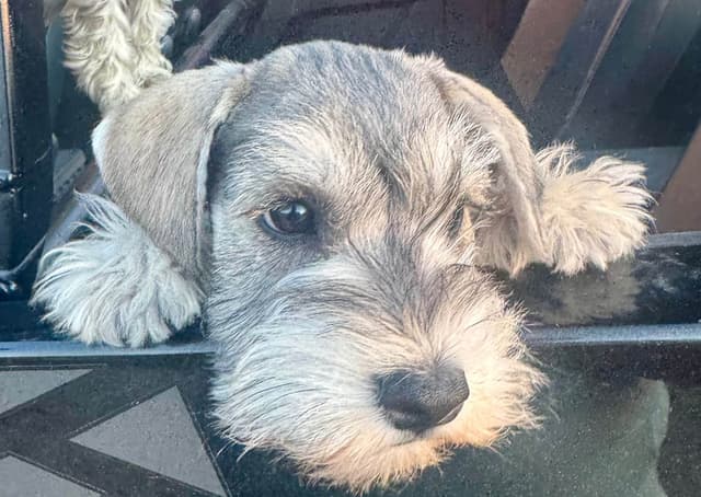 Miniature Schnauzer Puppies media 5