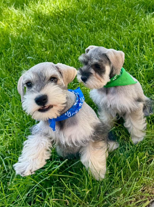 Miniature Schnauzer Puppies media 7