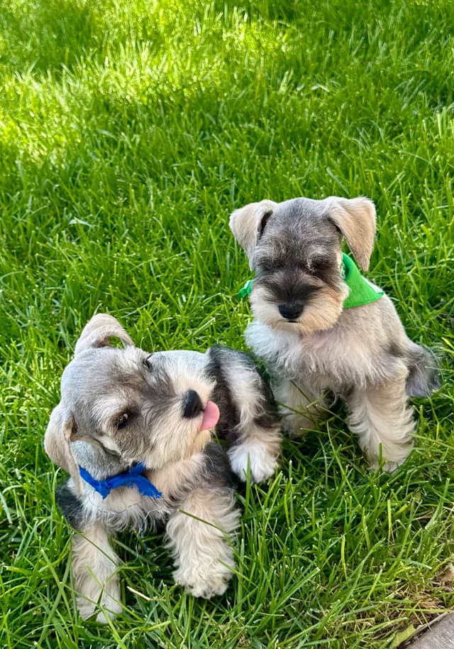 Miniature Schnauzer Puppies media 6