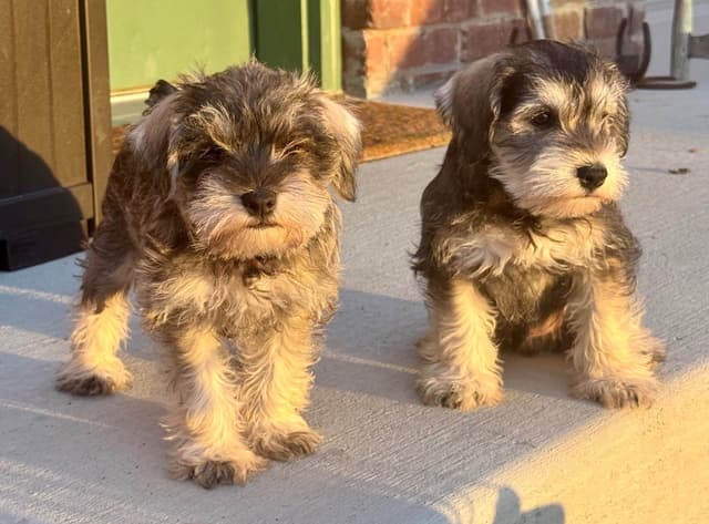 Miniature Schnauzer Puppies media 8