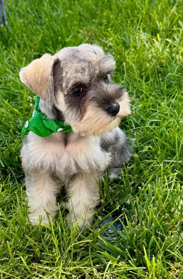 Miniature Schnauzer Puppies media 9