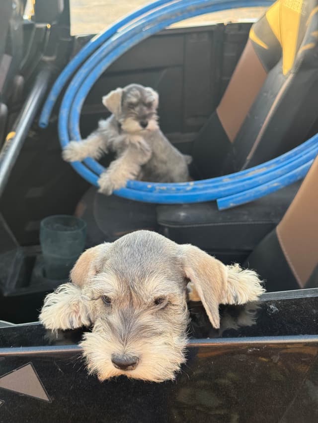 Miniature Schnauzer Puppies media 10