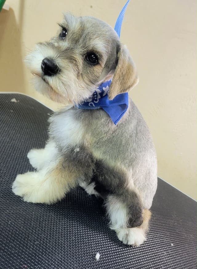 Miniature Schnauzer Puppies media 11