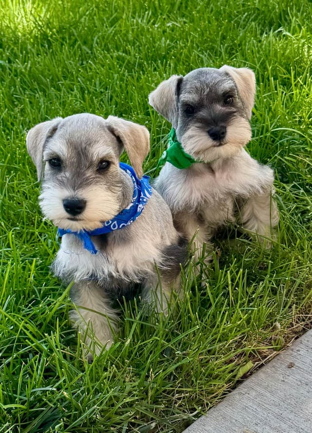 Miniature Schnauzer Puppies media 12