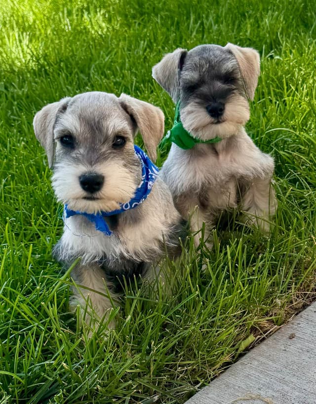 Miniature Schnauzer Puppies media 13