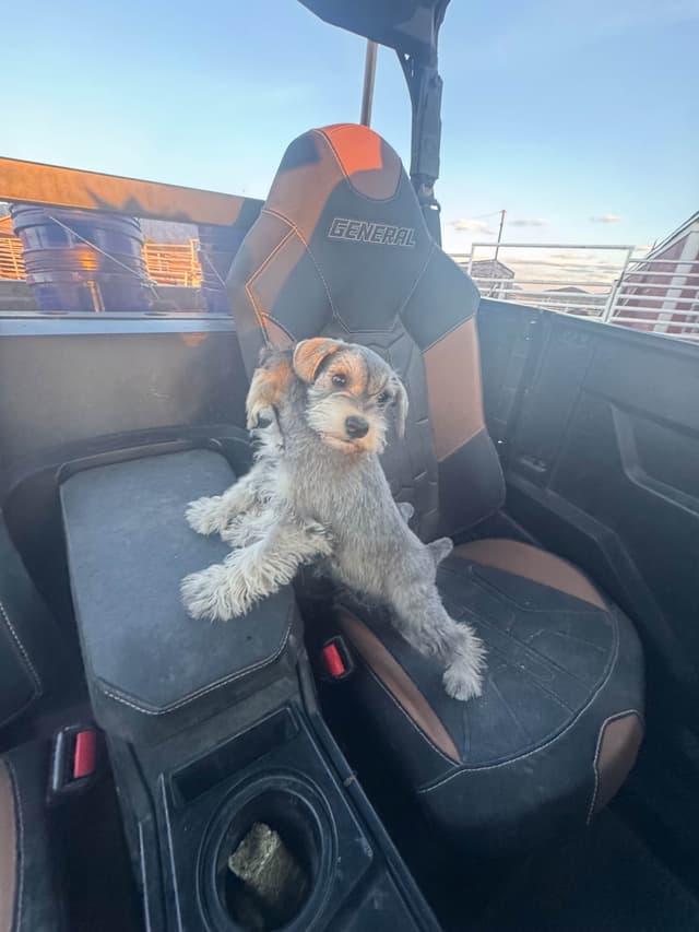 Miniature Schnauzer Puppies media 14