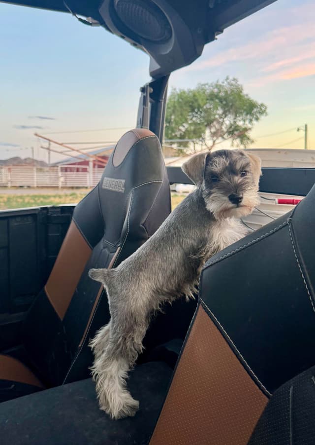 Miniature Schnauzer Puppies media 16