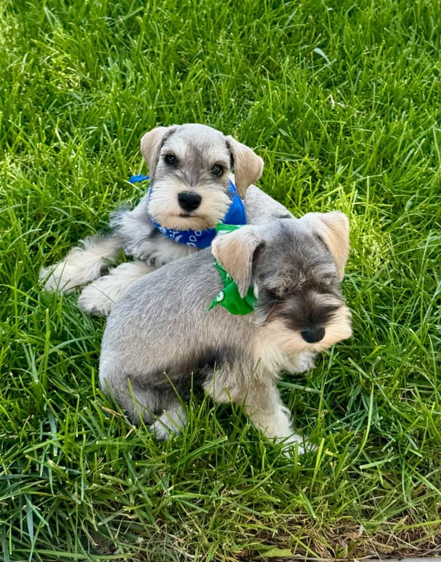Miniature Schnauzer Puppies media 15