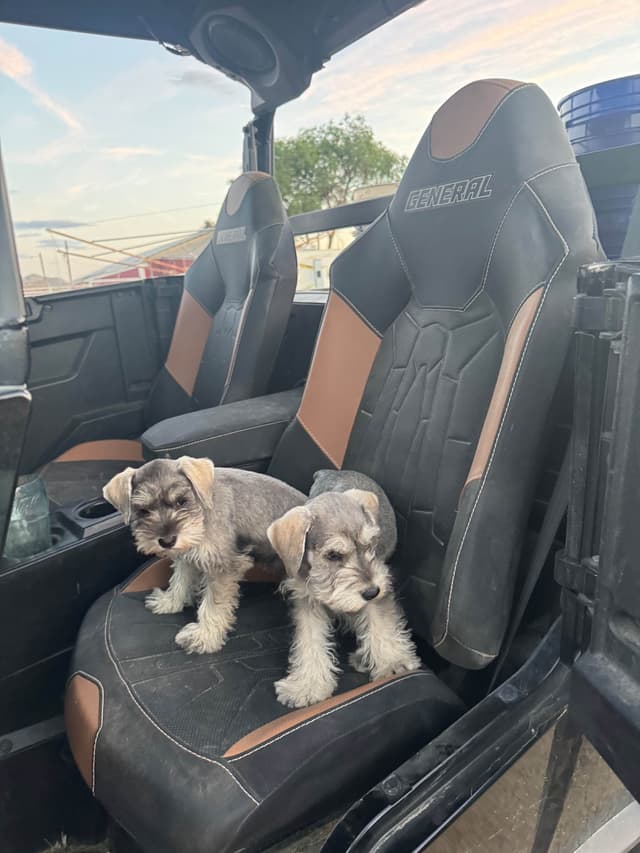 Miniature Schnauzer Puppies media 18