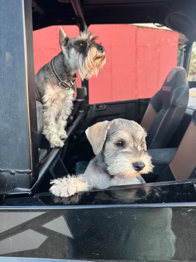 Miniature Schnauzer Puppies media 20