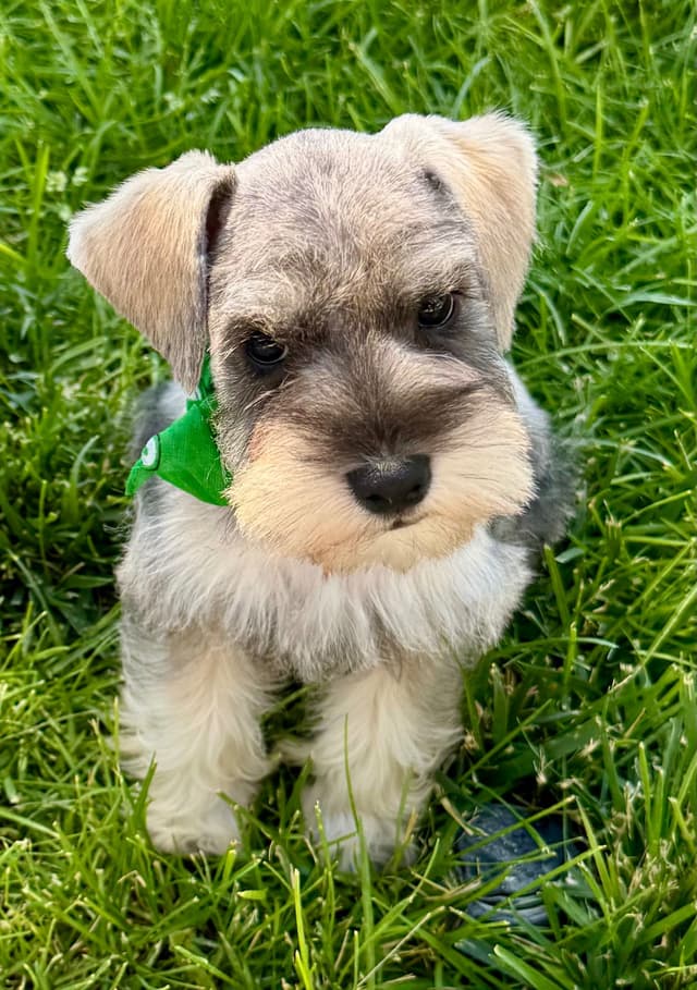 Miniature Schnauzer Puppies media 19