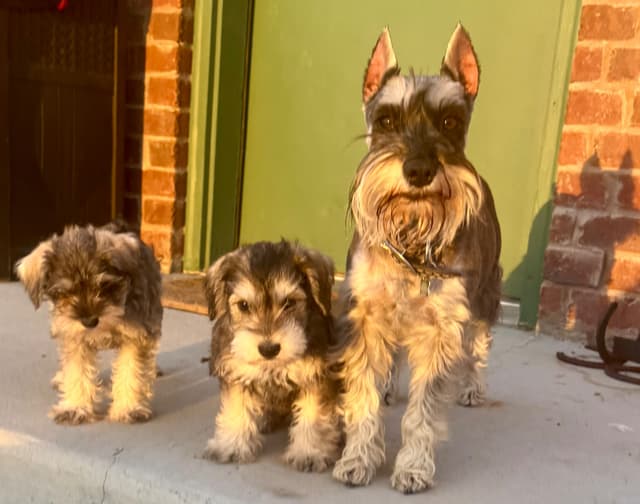 Miniature Schnauzer Puppies media 22
