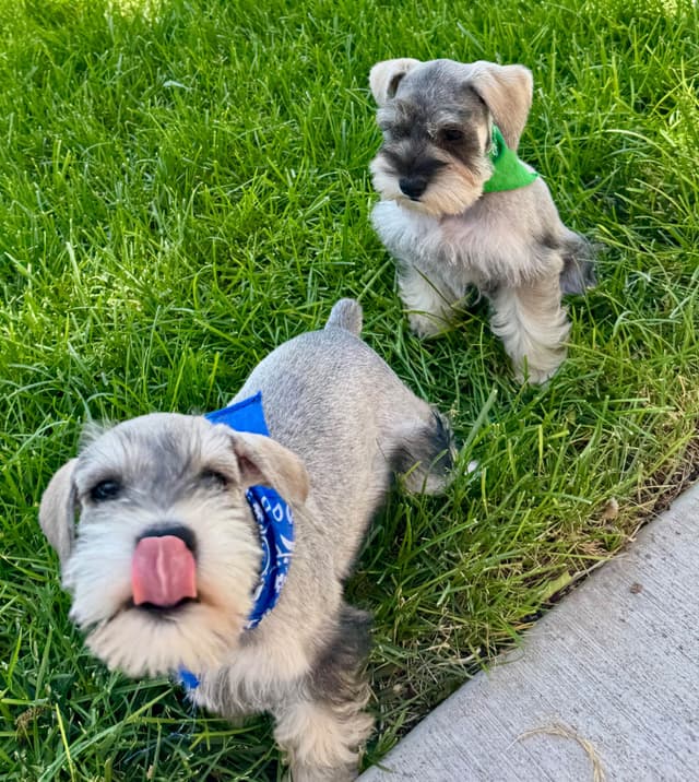 Miniature Schnauzer Puppies media 23