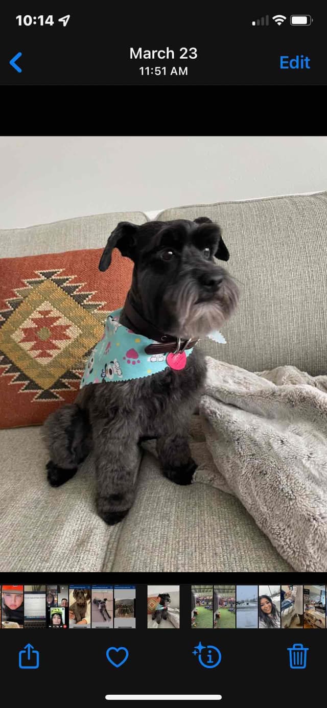 Miniature Schnauzer Puppies media 24