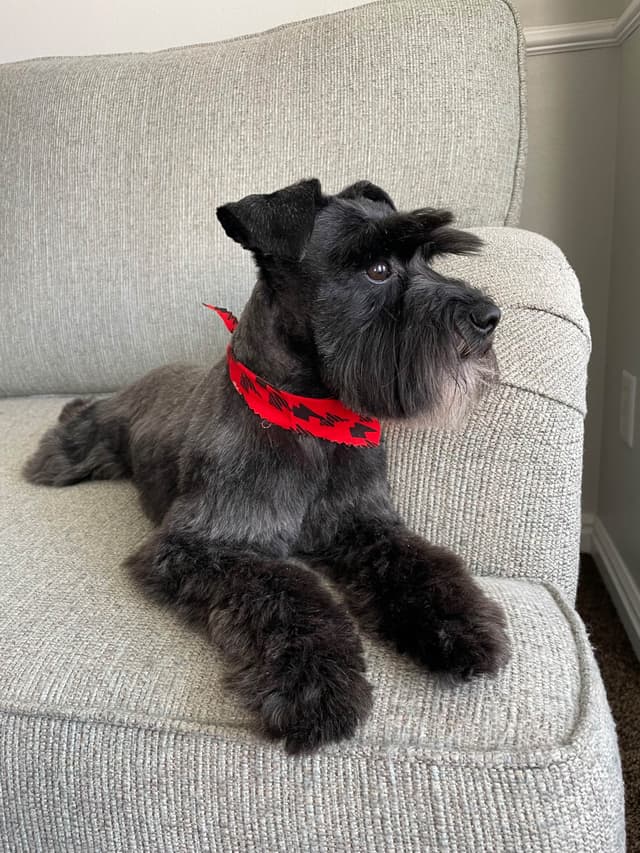 Miniature Schnauzer Puppies media 25