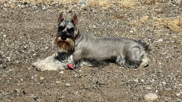 Miniature Schnauzer Puppies media 27