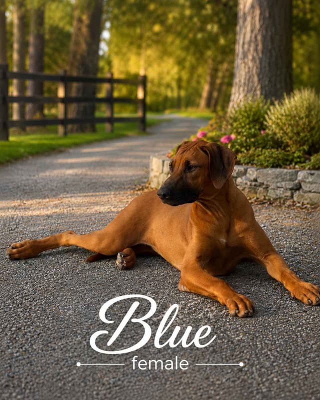 Rhodesian Ridgeback Puppies media 3