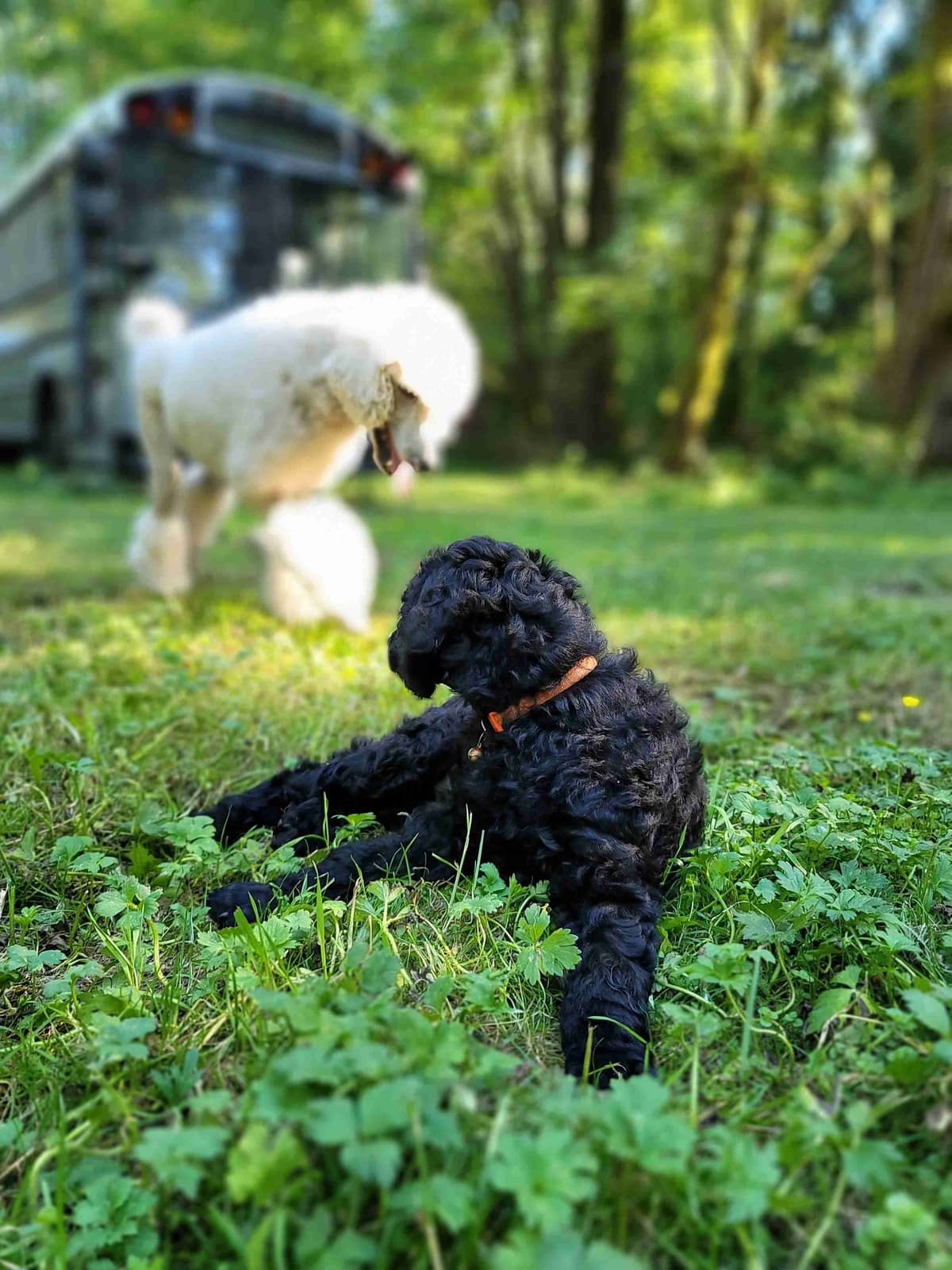 Poodle Puppies breeder image 1