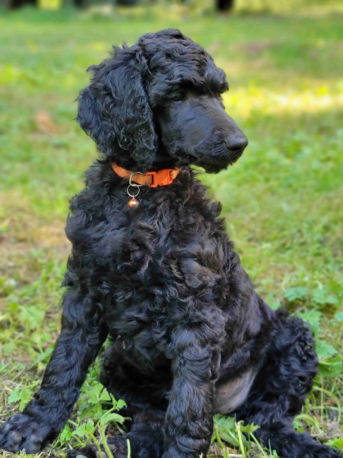 Poodle Puppies breeder image 3