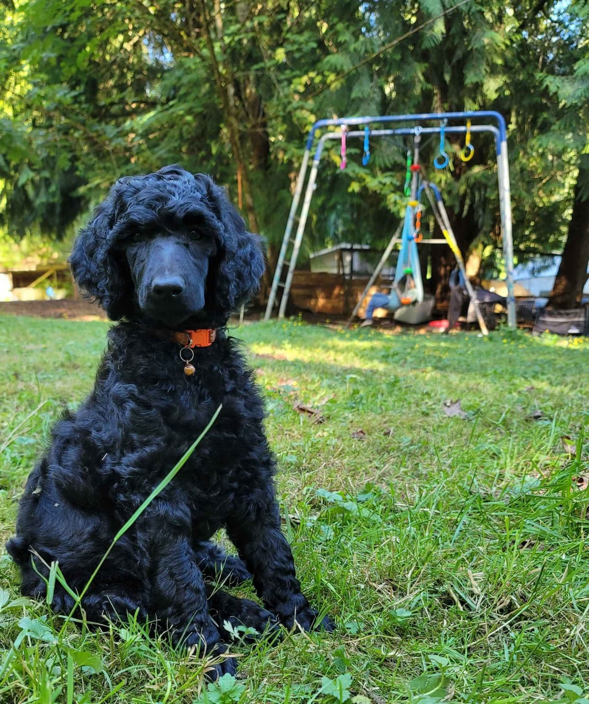 Poodle Puppies breeder image 4