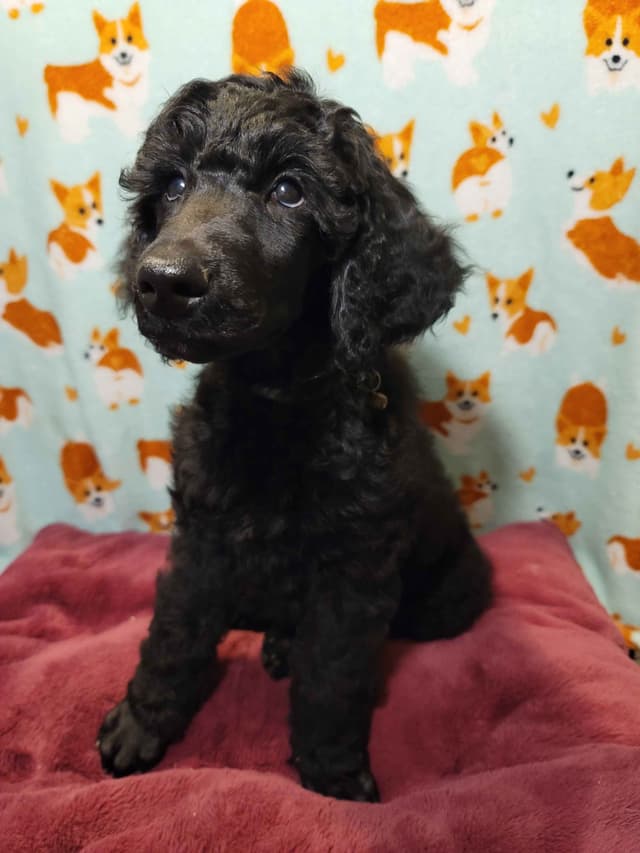 Poodle Puppies media 3