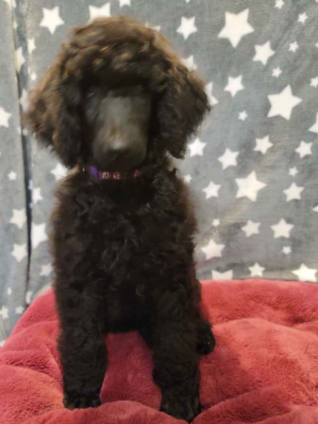 Poodle Puppies media 4