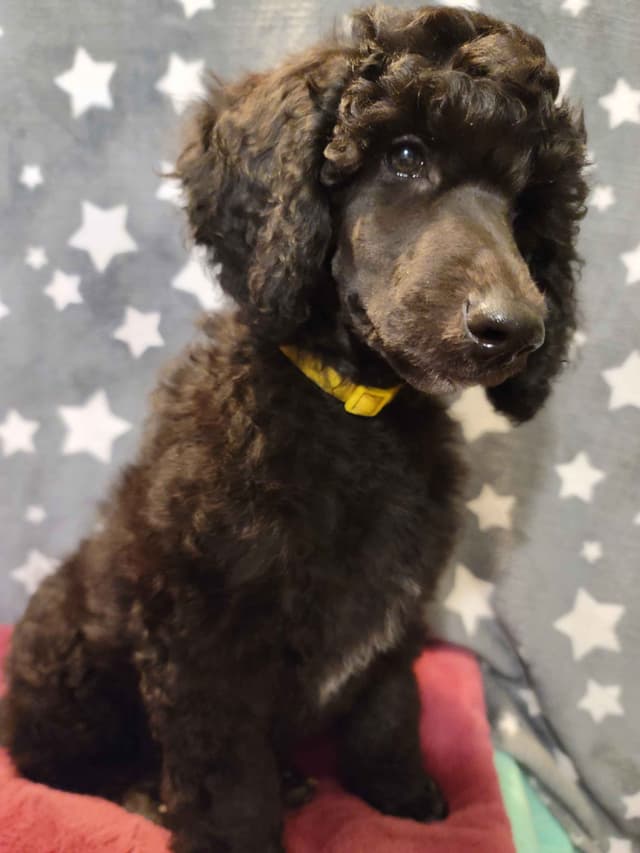 Poodle Puppies media 5