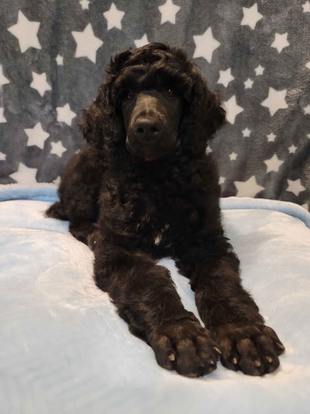 Poodle Puppies media 7