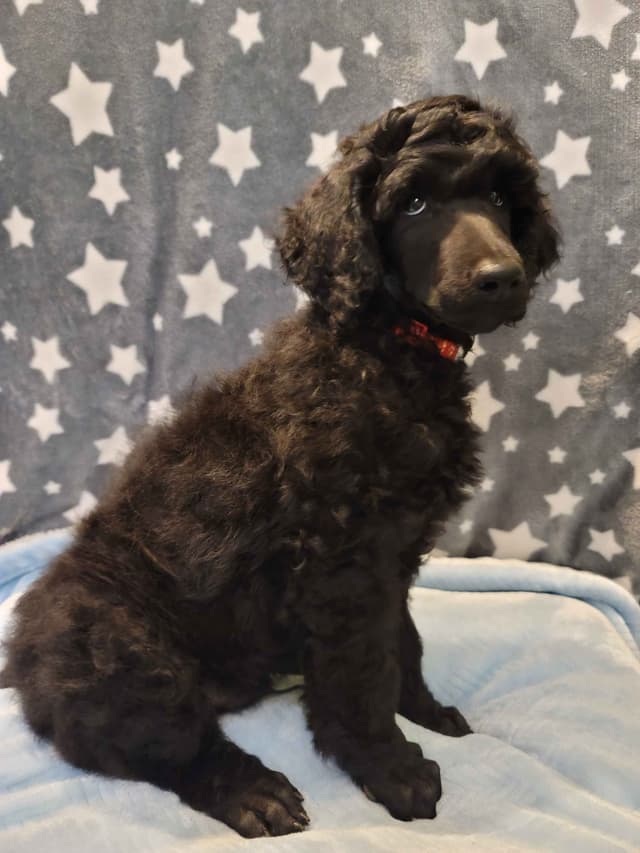 Poodle Puppies media 9
